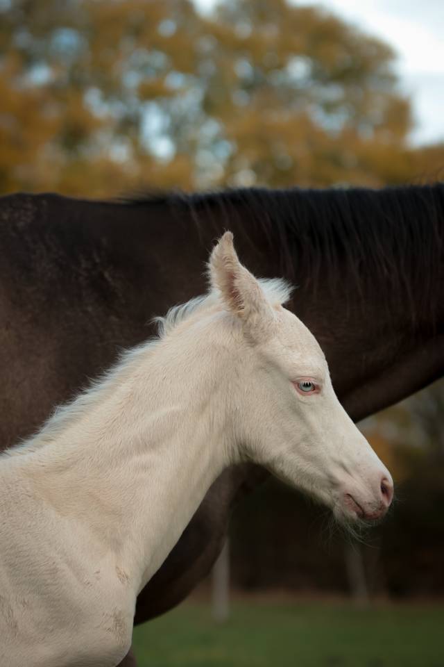 Colt Akhal Teke For sale 2025 Perlino