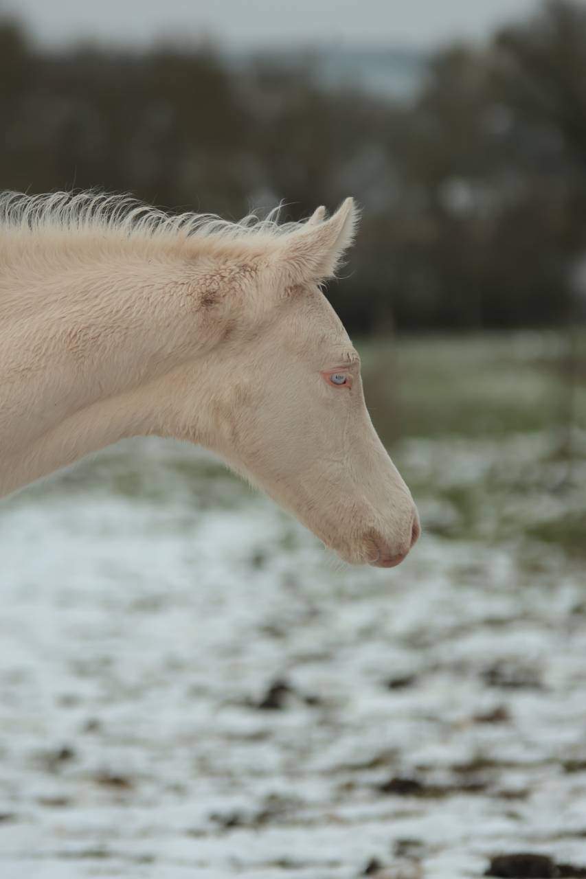 Colt Akhal Teke For sale 2025 Perlino