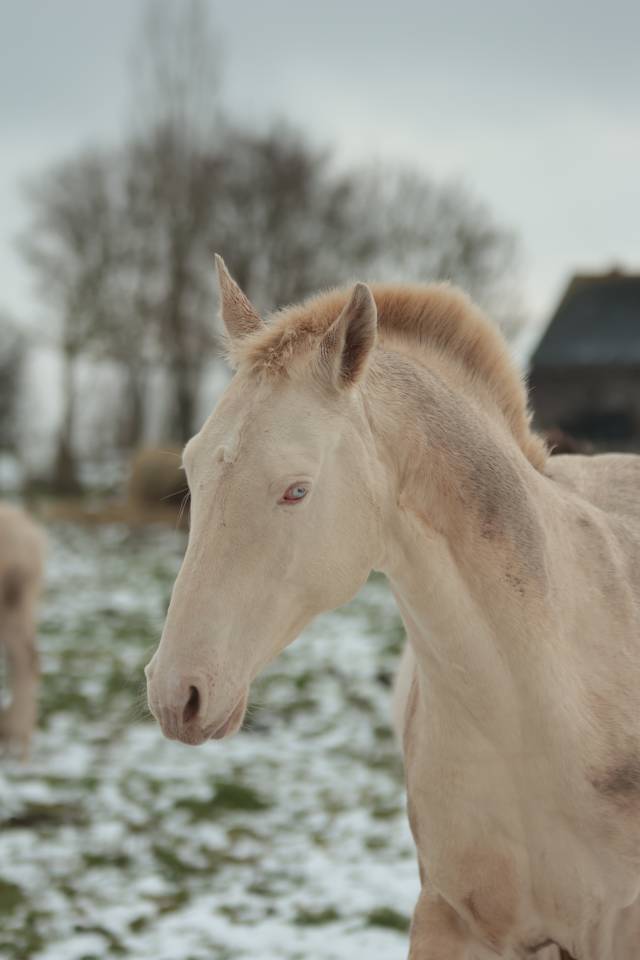 Colt Akhal Teke For sale 2025 Perlino