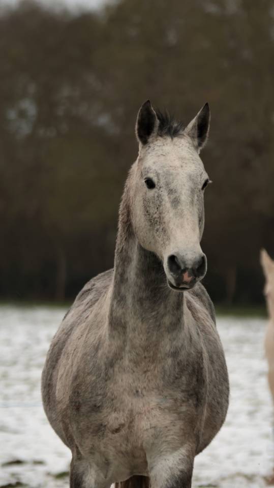 Filly Nez Perce For sale 2025 Grey