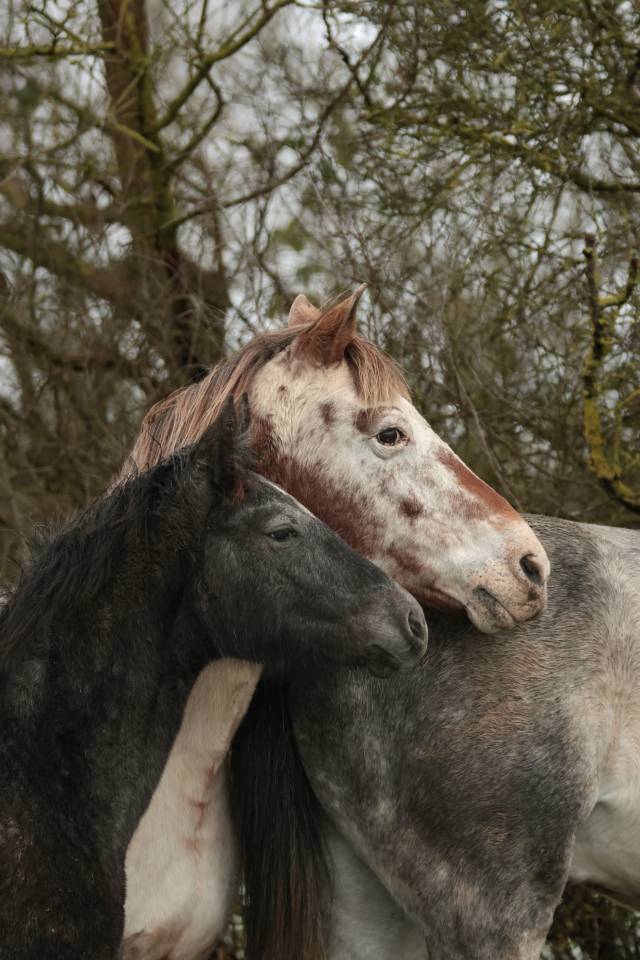 Filly Nez Perce For sale 2025 Grey