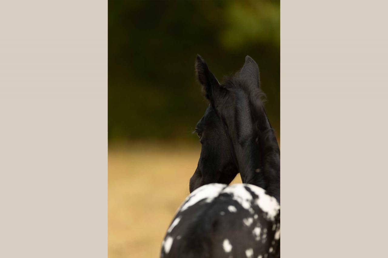 Filly Nez Perce For sale 2025 Grey