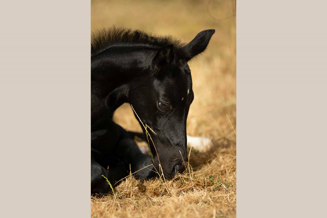 Filly Nez Perce For sale 2025 Grey