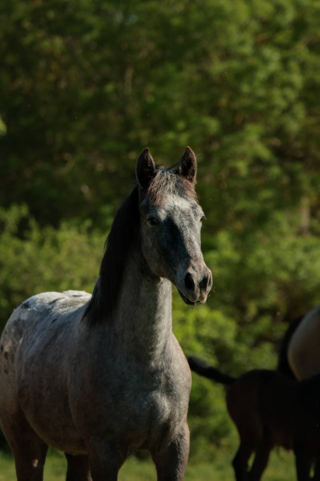 Filly Nez Perce For sale 2025 Grey