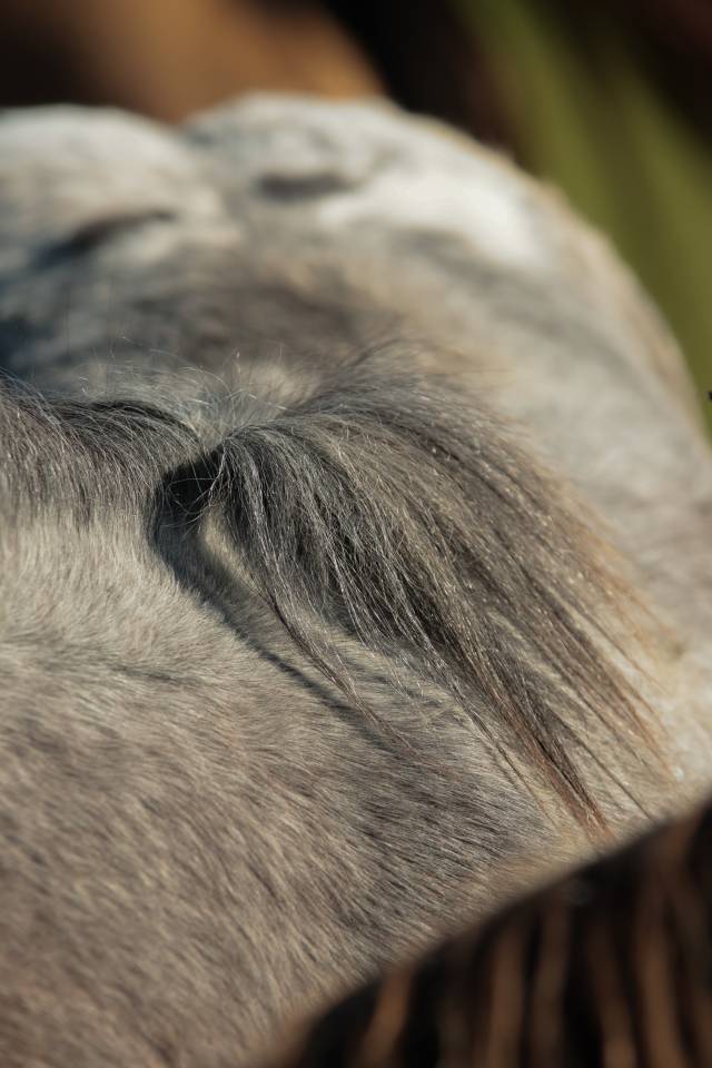 Filly Nez Perce For sale 2025 Grey