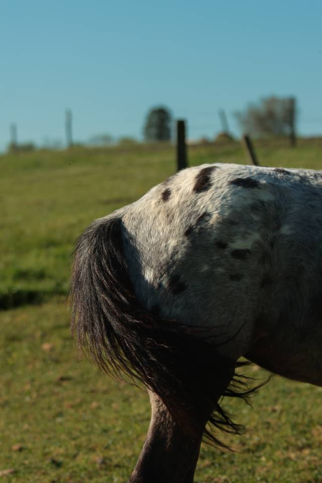 Filly Nez Perce For sale 2025 Grey