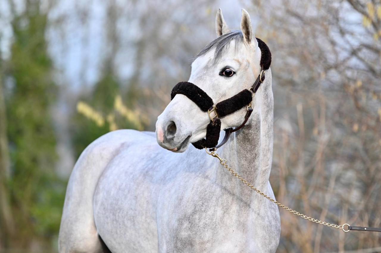 Gelding Zangersheide For sale 2021 Grey