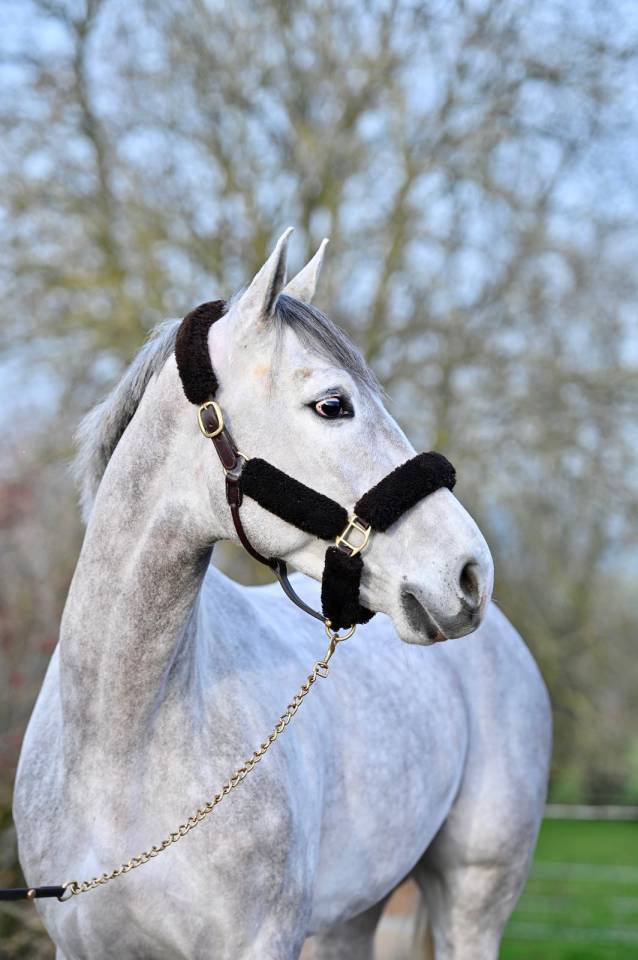 Gelding Zangersheide For sale 2021 Grey