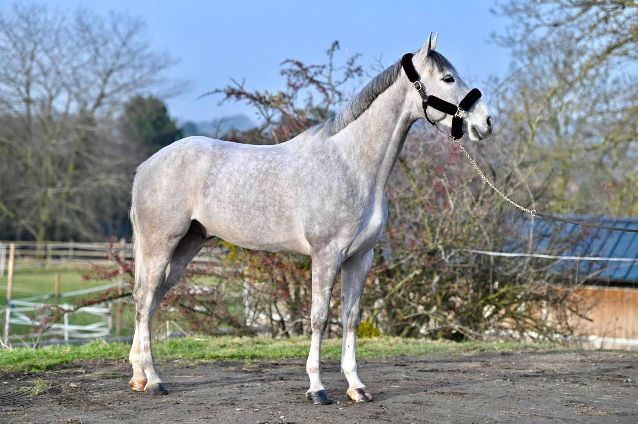 Gelding Zangersheide For sale 2021 Grey
