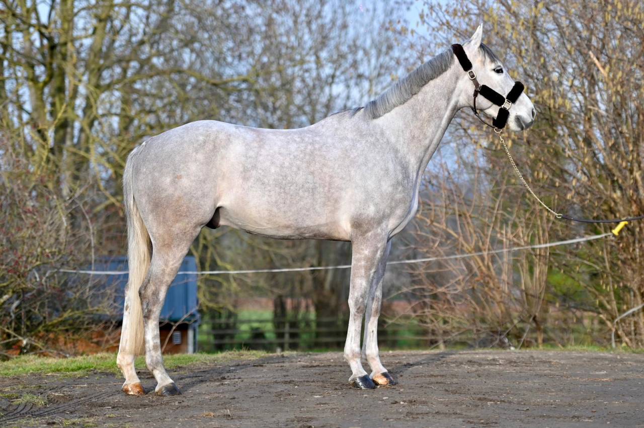 Gelding Zangersheide For sale 2021 Grey