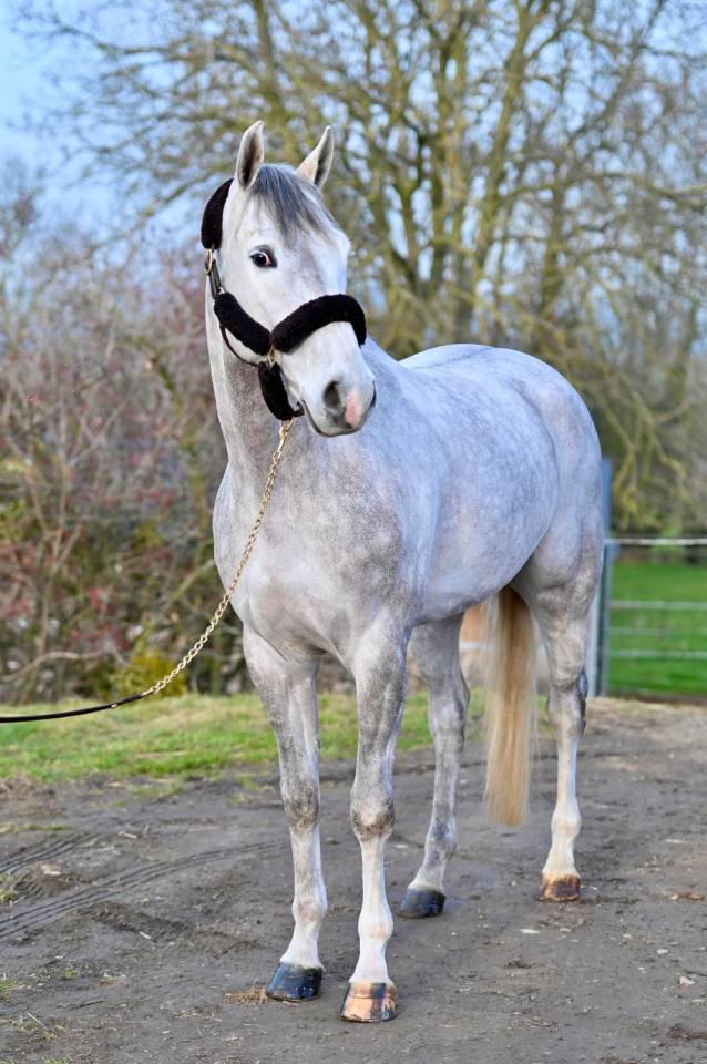 Gelding Zangersheide For sale 2021 Grey
