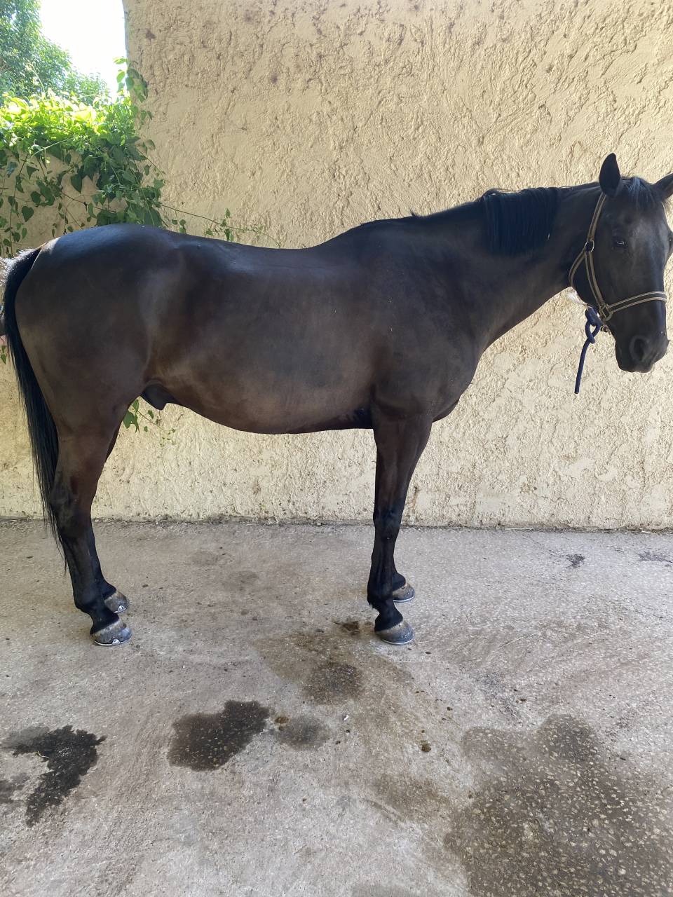 Gelding French Saddle Pony For sale 2011 Black