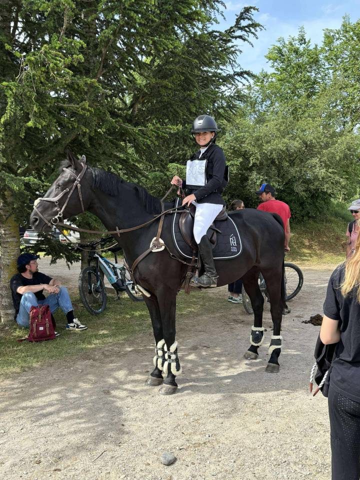 Gelding French Saddle Pony For sale 2011 Black