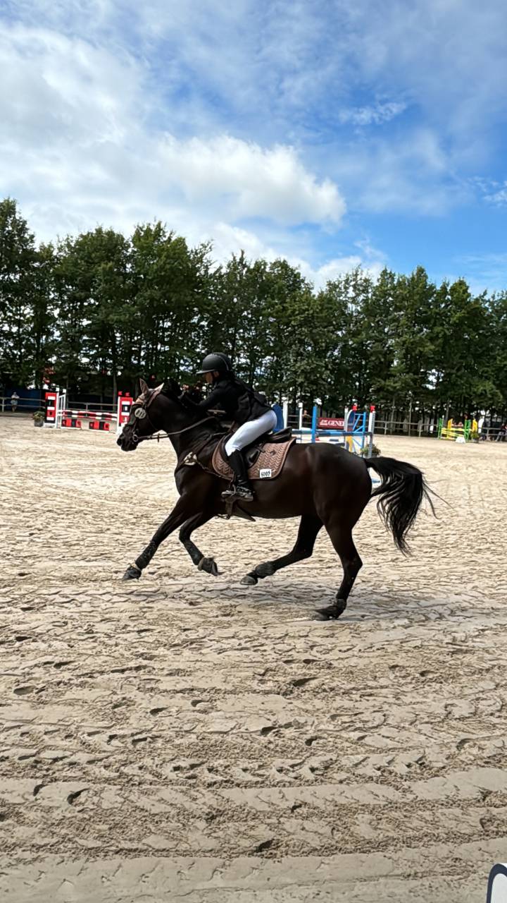 Gelding French Saddle Pony For sale 2011 Black