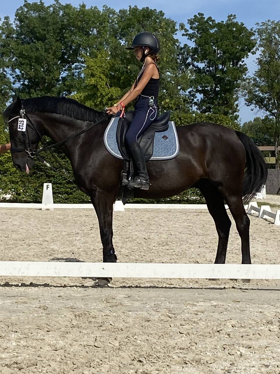 Gelding French Saddle Pony For sale 2011 Black