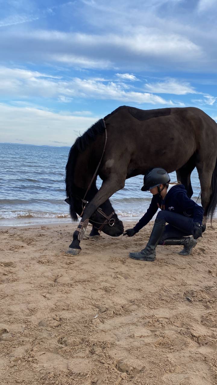 Gelding French Saddle Pony For sale 2011 Black