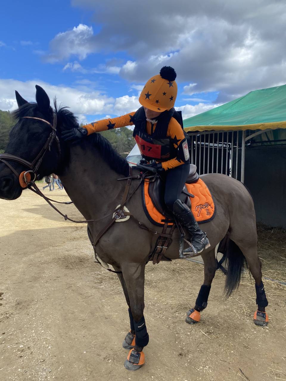 Gelding French Saddle Pony For sale 2011 Black