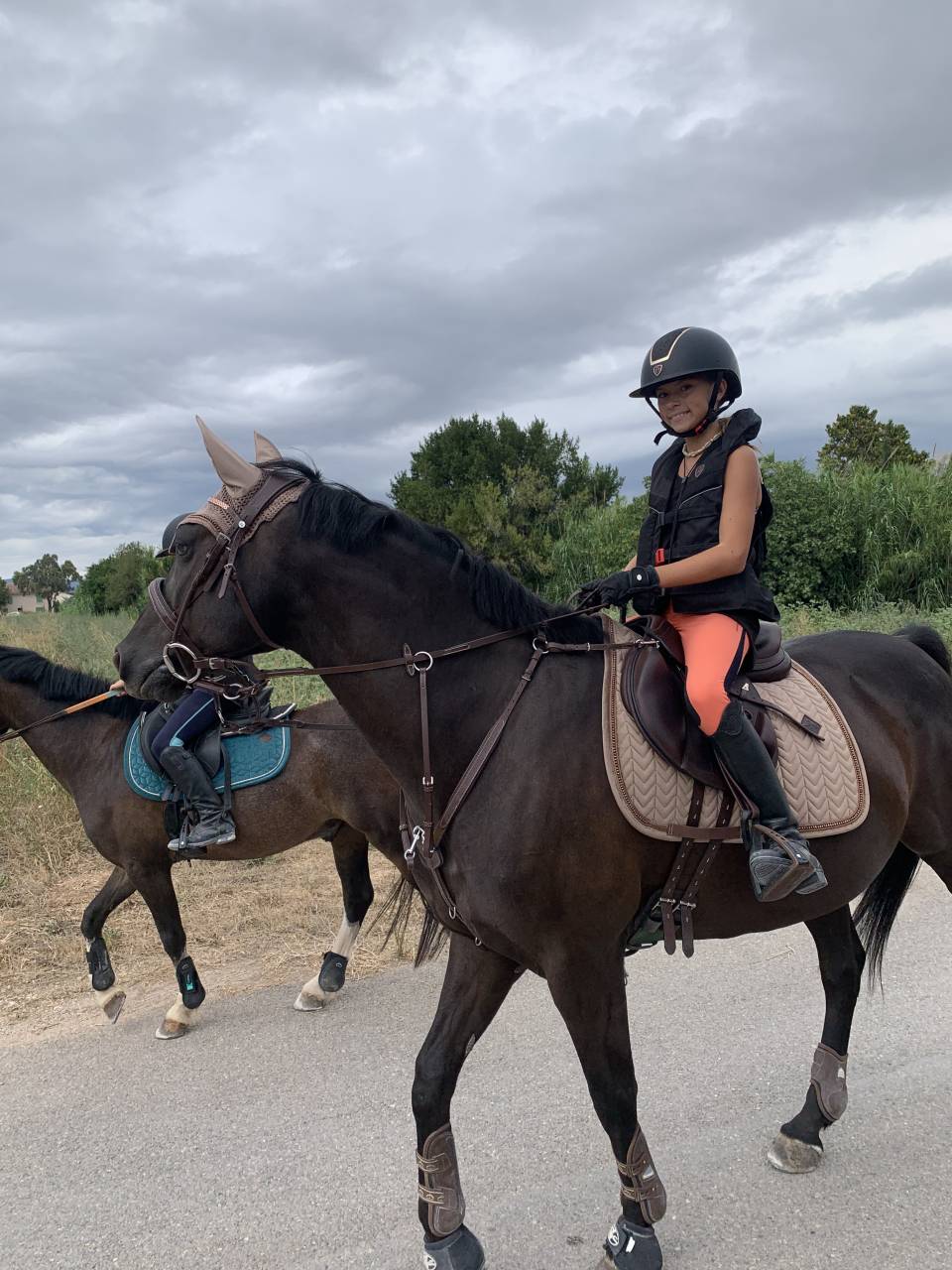 Gelding French Saddle Pony For sale 2011 Black