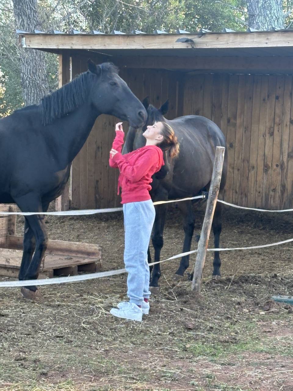 Gelding French Saddle Pony For sale 2011 Black