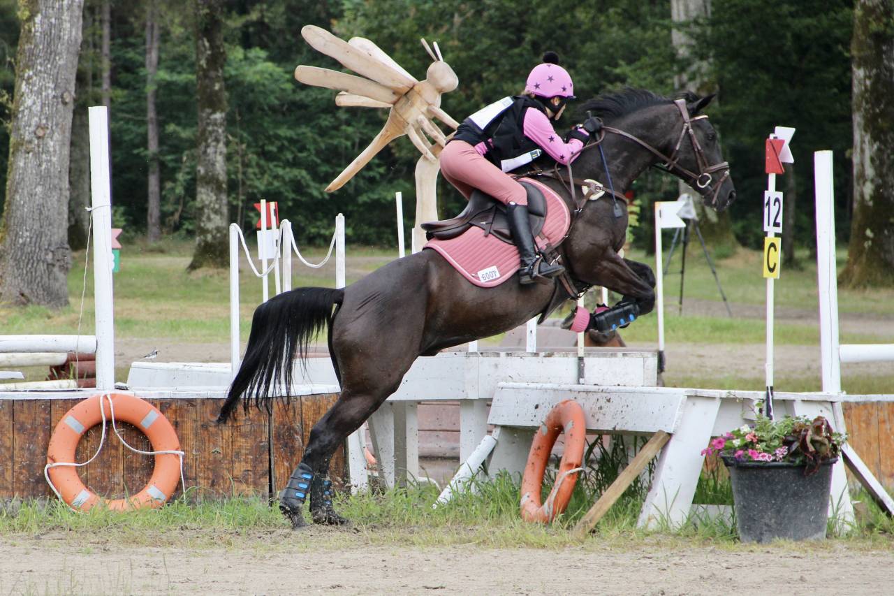 Gelding French Saddle Pony For sale 2011 Black