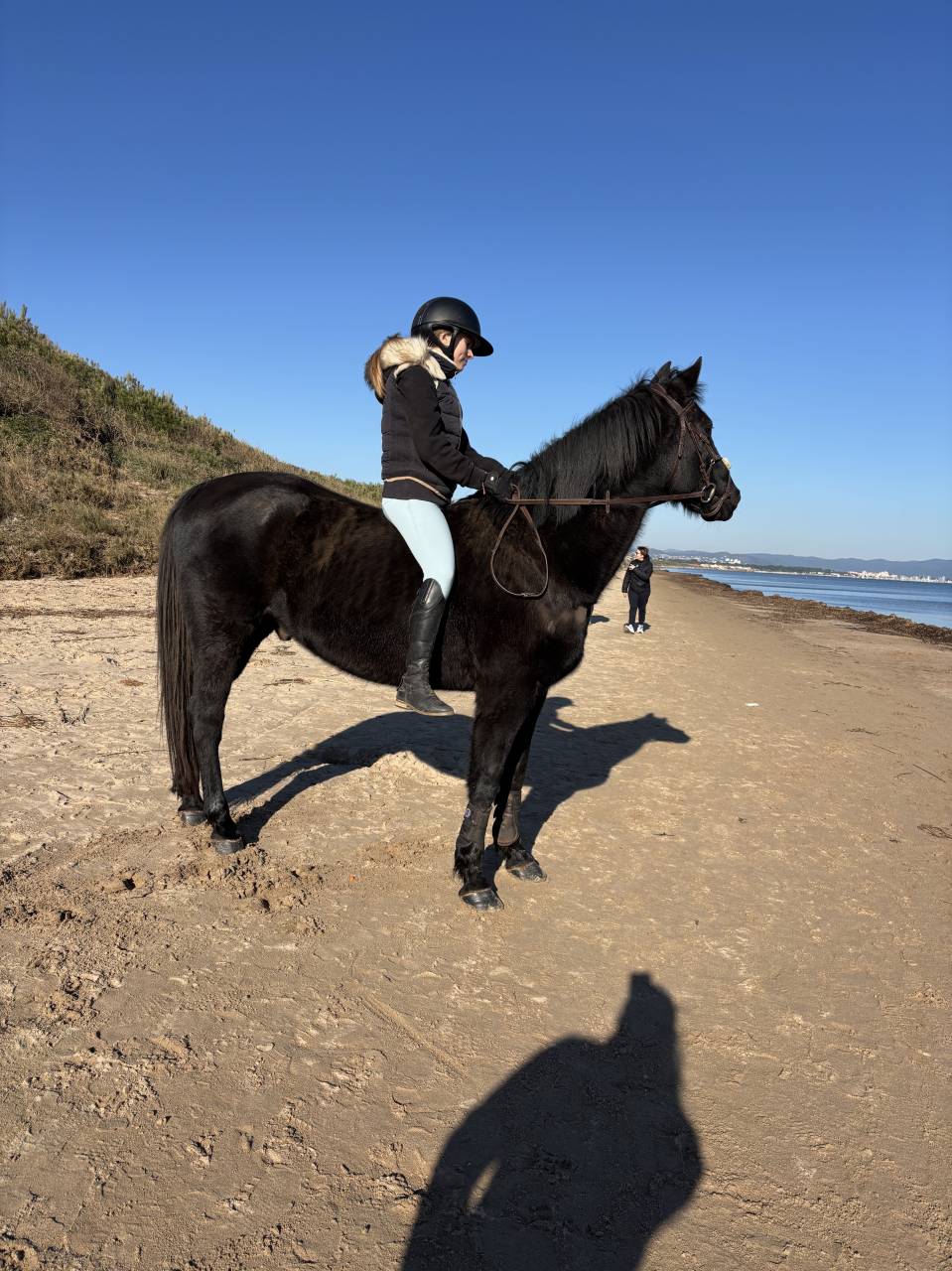 Gelding French Saddle Pony For sale 2011 Black