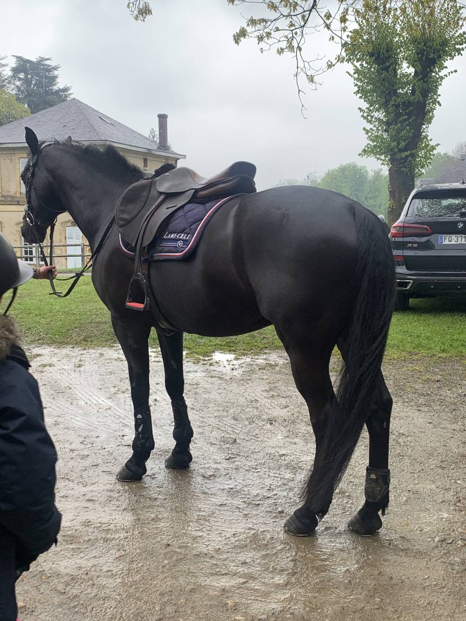Gelding French Saddle Pony For sale 2011 Black