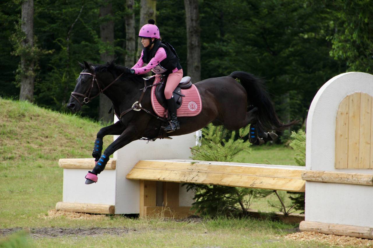 Gelding French Saddle Pony For sale 2011 Black