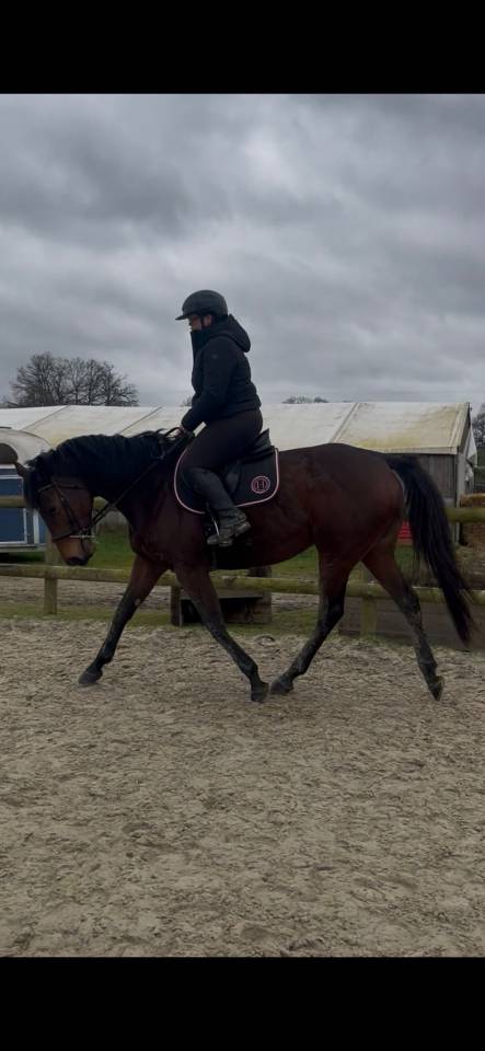Gelding Thoroughbred For sale 2018 Bay