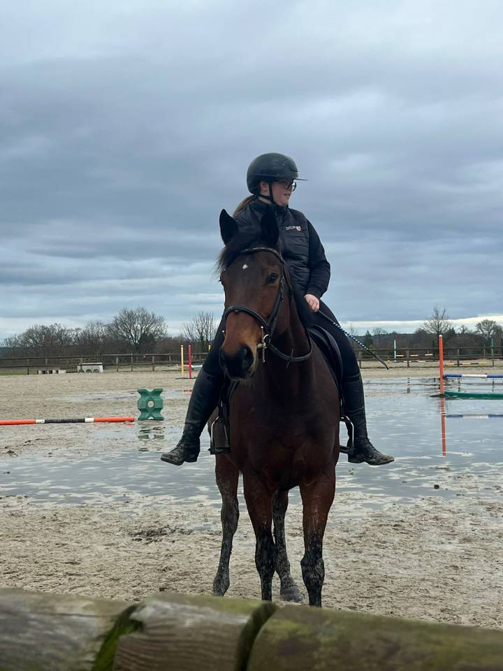Gelding Thoroughbred For sale 2018 Bay