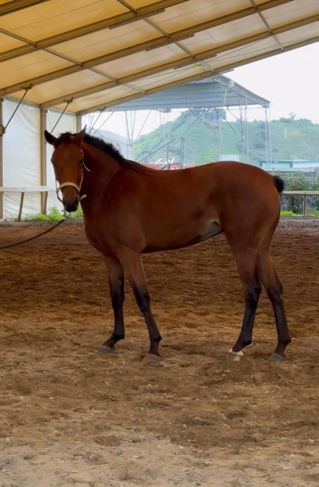 Filly Cheval de Selle Italien For sale 2022 Bay