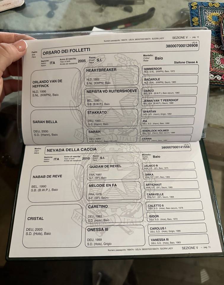 Filly Cheval de Selle Italien For sale 2022 Bay