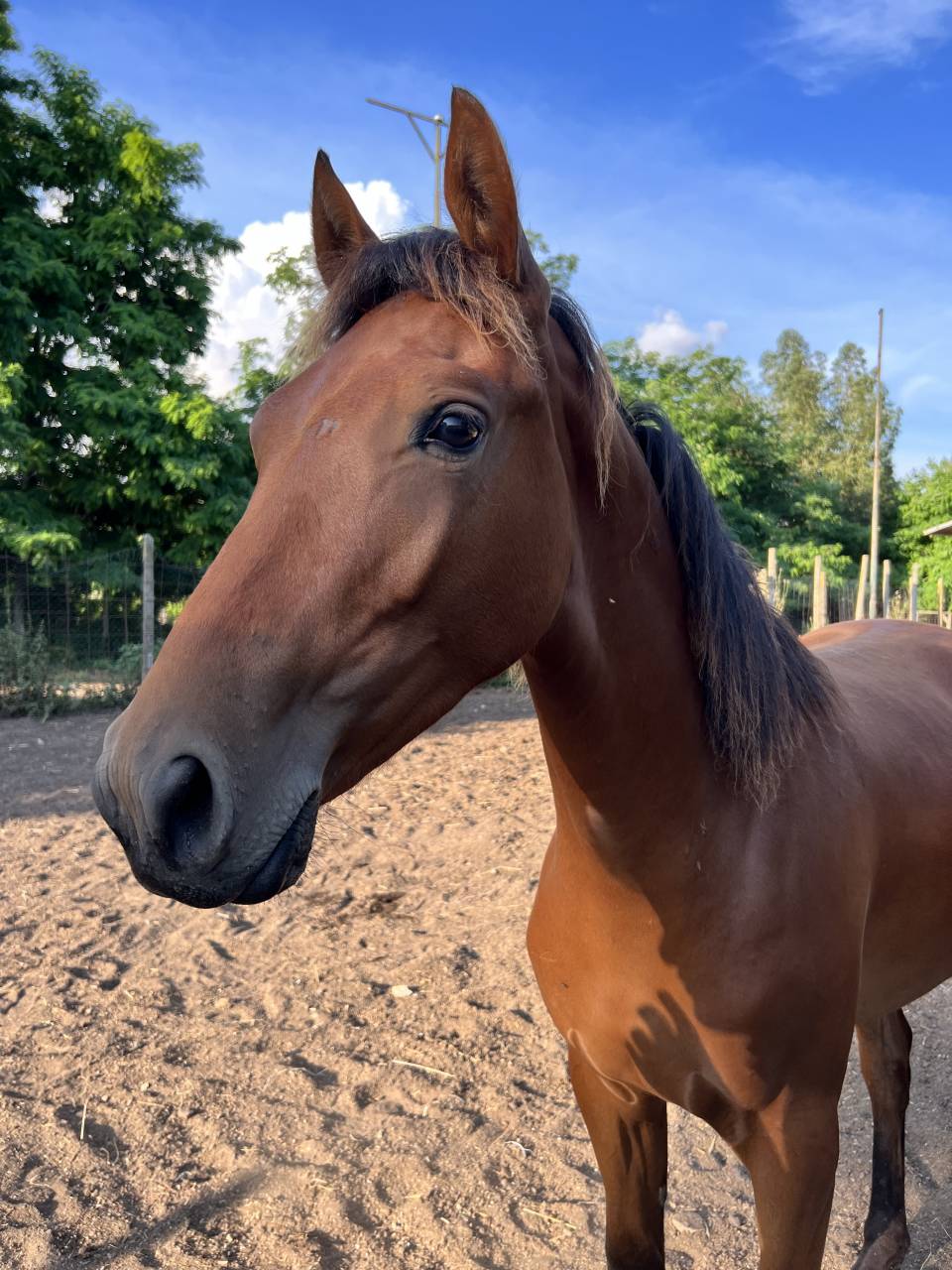 Filly Cheval de Selle Italien For sale 2022 Bay