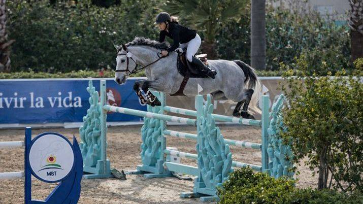 Entire Selle Fran&ccedil;ais For sale 2017 Grey