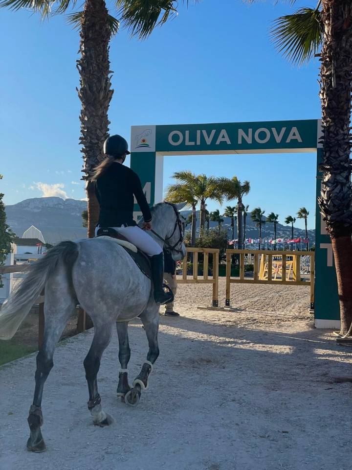 Entire Selle Fran&ccedil;ais For sale 2017 Grey