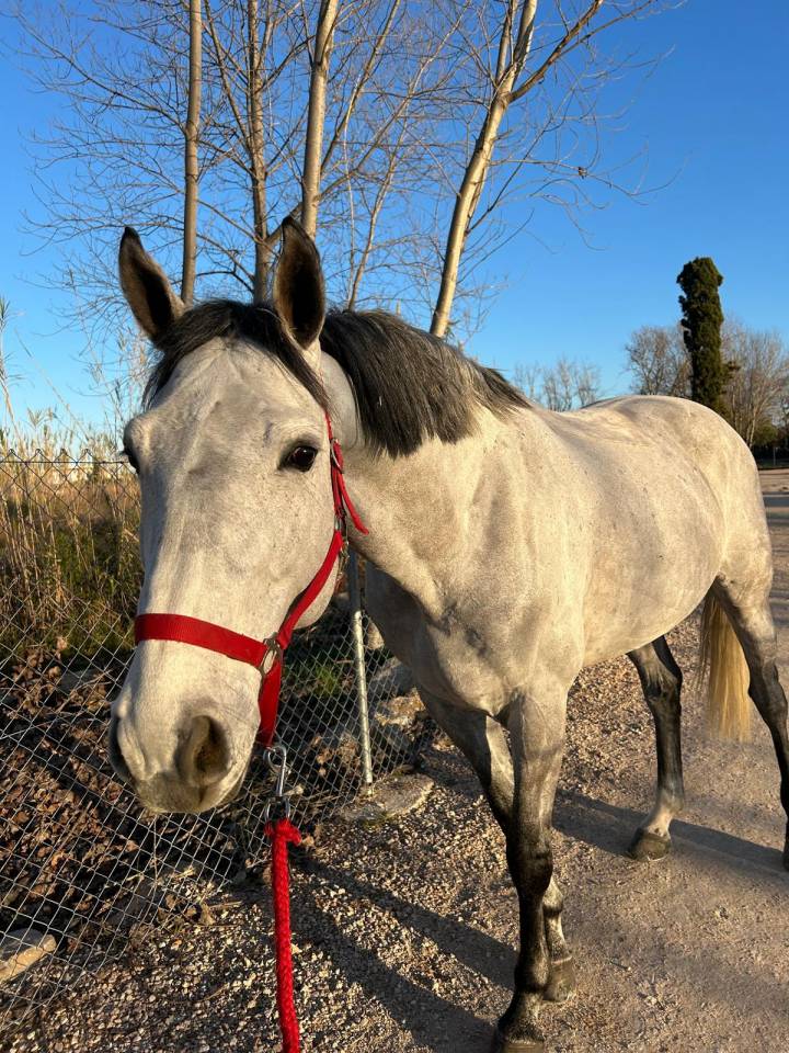 Entire Selle Fran&ccedil;ais For sale 2017 Grey