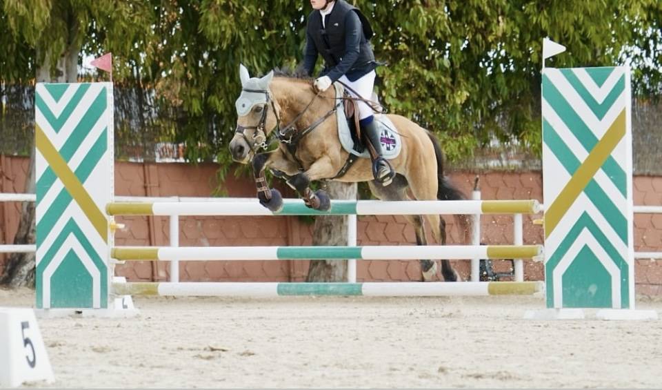 Mare Welsh Pony (Section C) For sale 2009 Bay