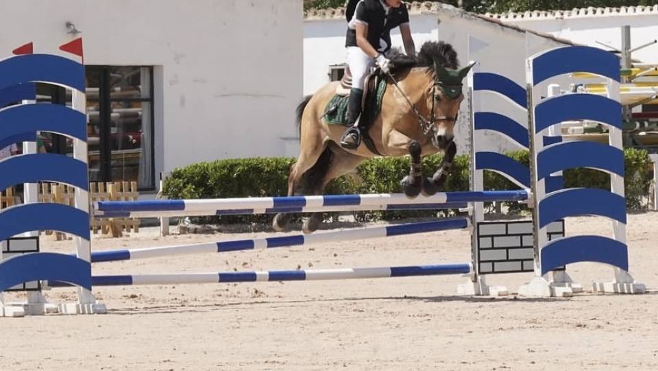 Mare Welsh Pony (Section C) For sale 2009 Bay