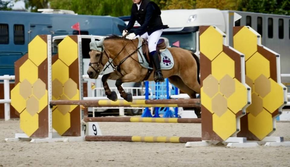 Mare Welsh Pony (Section C) For sale 2009 Bay