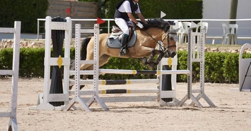 Mare Welsh Pony (Section C) For sale 2009 Bay
