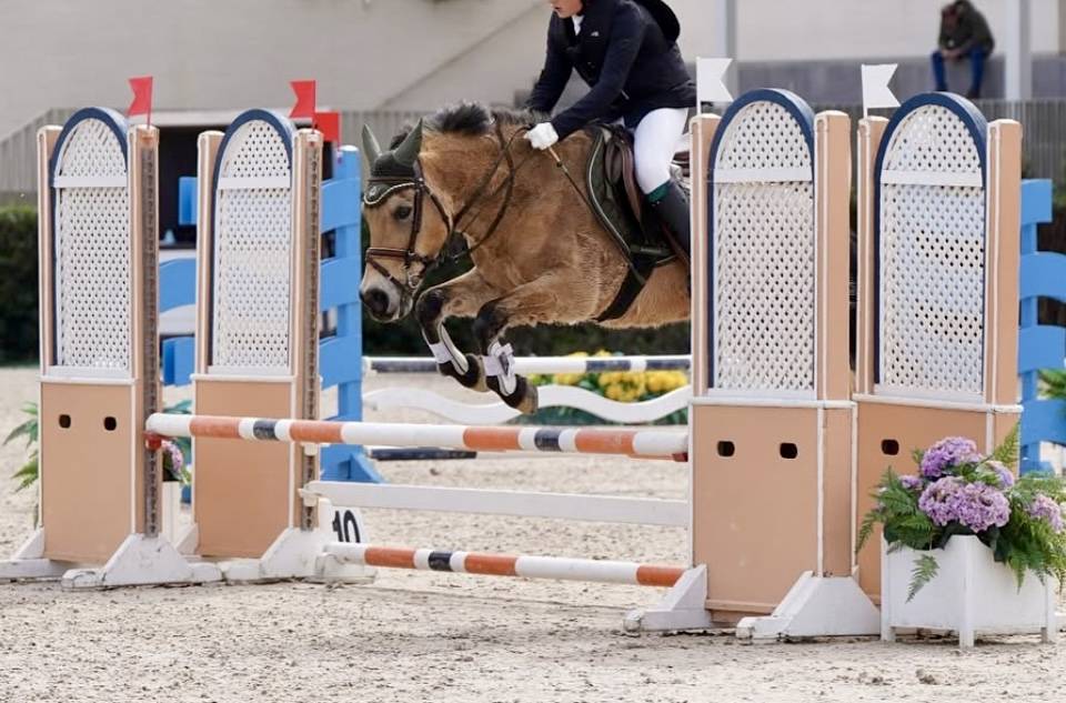 Mare Welsh Pony (Section C) For sale 2009 Bay