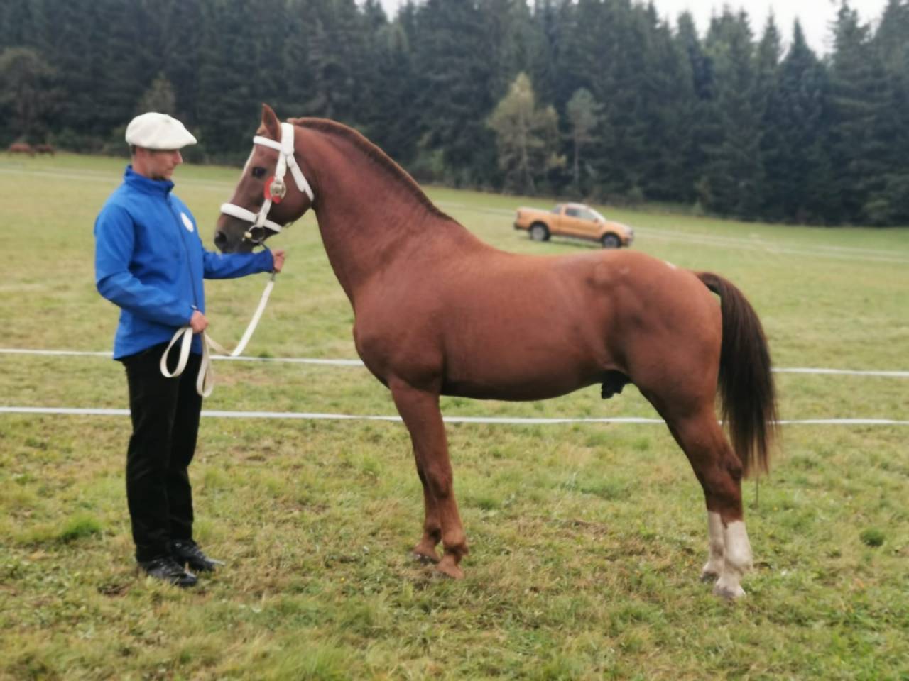 Don Mirabeau du Seneut - Franche-Montagne 2007 by DON FLAMINGO (SB Clas A)