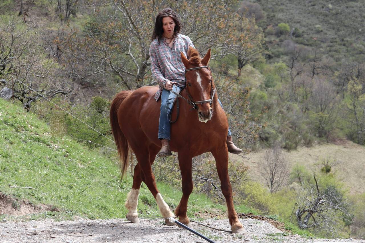 Don Mirabeau du Seneut - Franche-Montagne 2007 by DON FLAMINGO (SB Clas A)