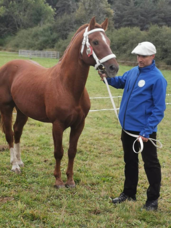 Don Mirabeau du Seneut - Franche-Montagne 2007 by DON FLAMINGO (SB Clas A)