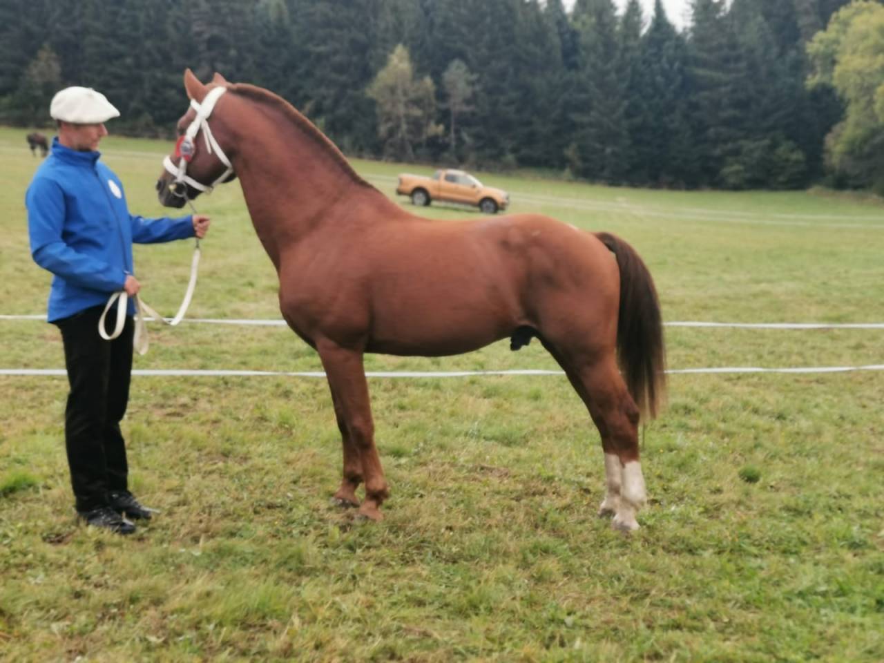 Don Mirabeau du Seneut - Franche-Montagne 2007 by DON FLAMINGO (SB Clas A)