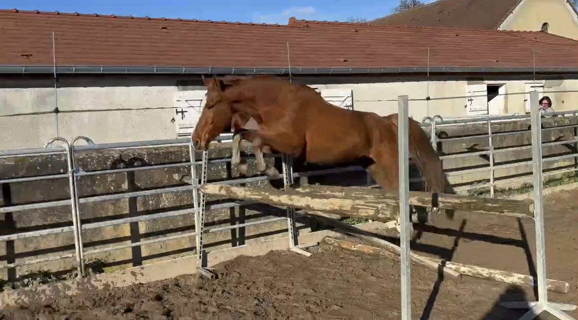 Gelding Selle Fran&ccedil;ais For sale 2021 Chesnut