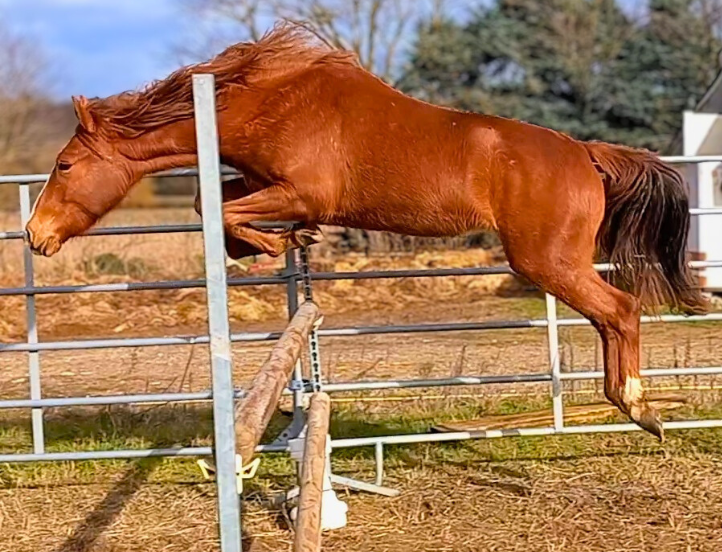 Mare New Forest For sale 2024 Chesnut