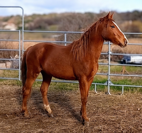 Mare New Forest For sale 2024 Chesnut