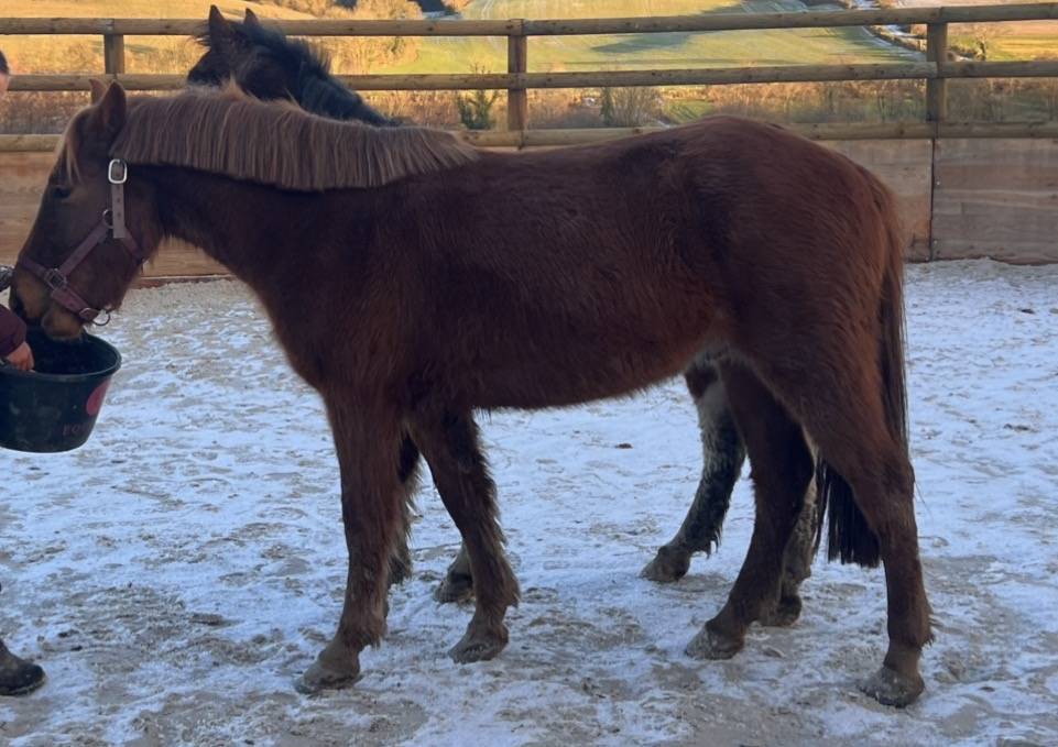 Gelding Pottok  For sale 2021 Chesnut