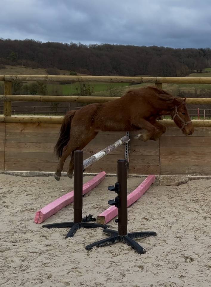 Gelding Pottok  For sale 2021 Chesnut