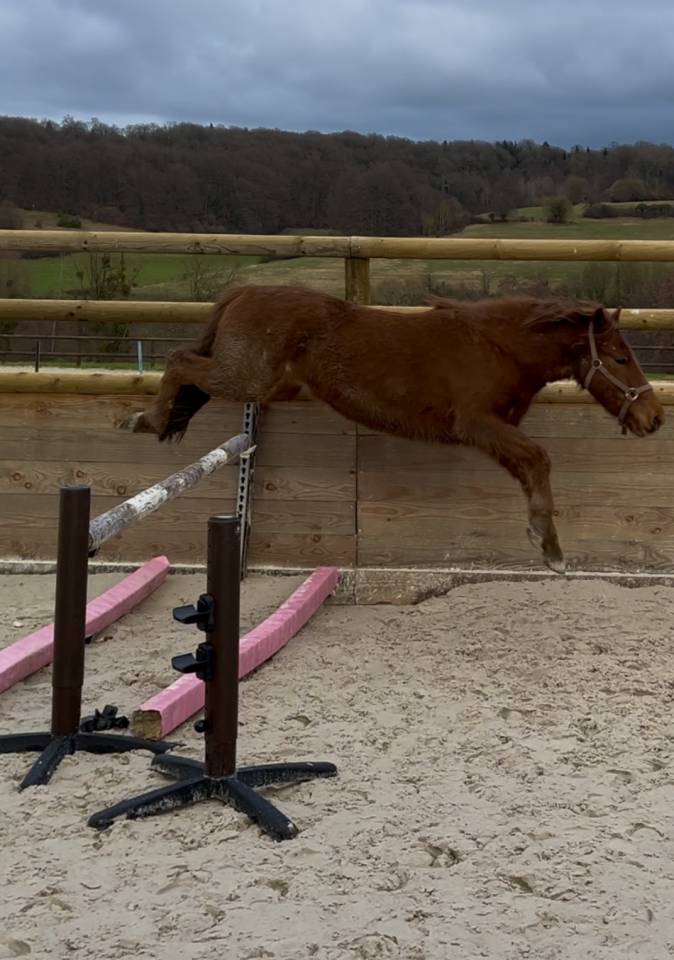 Gelding Pottok  For sale 2021 Chesnut